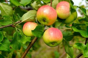 Apples on the Line?